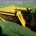 Farmec Linkage